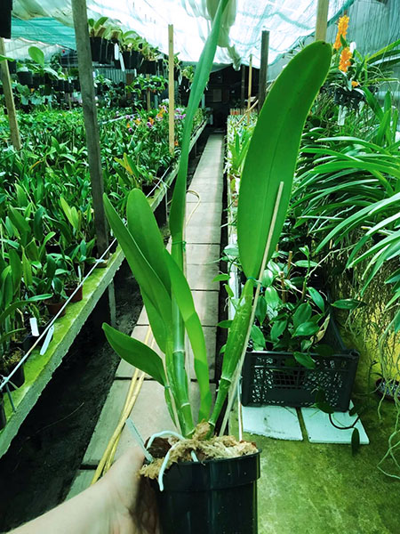 Cattleya (labiata x dowiana aurea).jpg