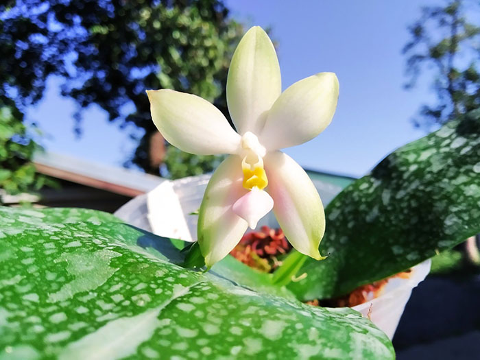 Phalaenopsis bellina pink.jpg