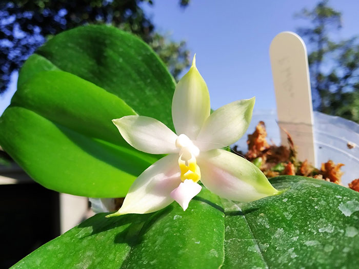 Phalaenopsis bellina pink.jpg