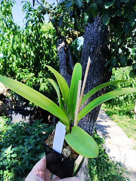 Cattleya maxima alba.jpg