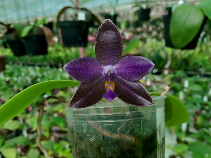 Phalaenopsis (lueddemanniana fma coerulea x Yaphon The Hulk).jpg