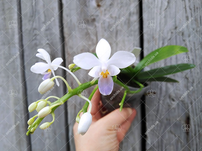 Phalaenopsis equestris blue.jpg