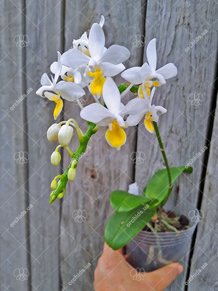 Phalaenopsis equestris aurea.jpg