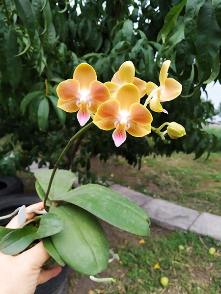 Phalaenopsis Yaphon Perfume 'Yellow' x celebensis 'Yellow'.jpg