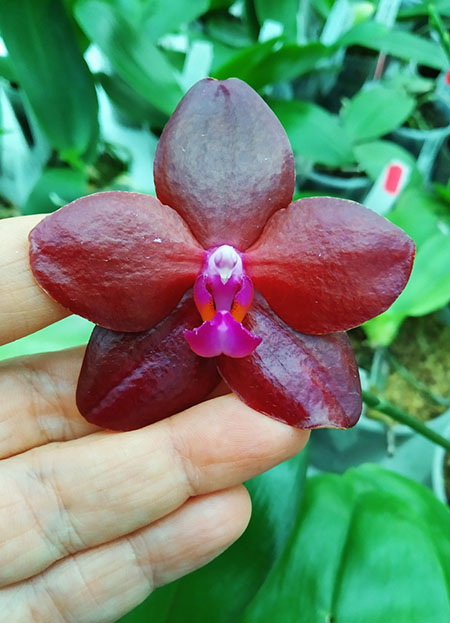 Phalaenopsis Mituo King 'Small Red'.jpg