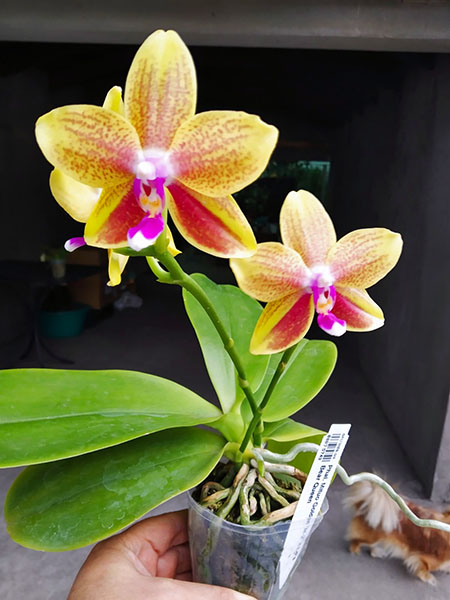 Phalaenopsis Mituo Golden 'M-2' x Ld's Bear Queen.jpg