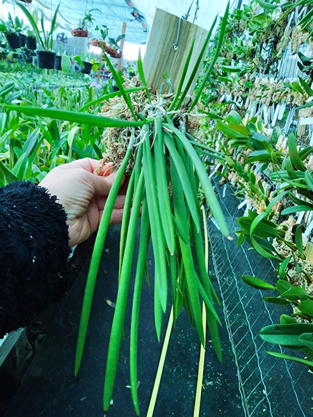 Brassavola nodosa.jpg