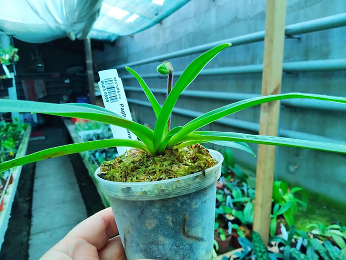 Paphiopedilum helenae.jpg