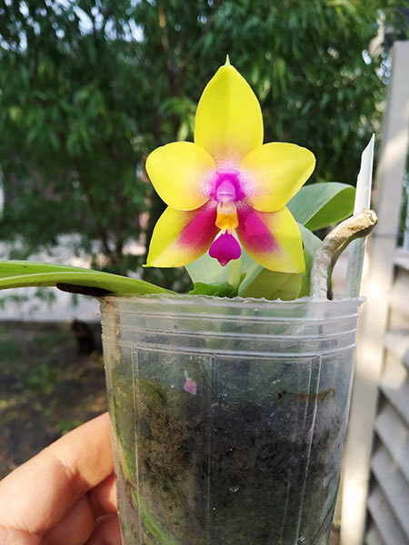 Phalaenopsis bellina 'B-1' x Mituo Princess 'B'.jpg