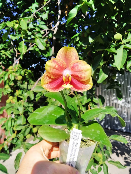 Phalaenopsis Diamond Beauty '1202' x Mituo Gelb Eagle 'Rainbow'.jpg