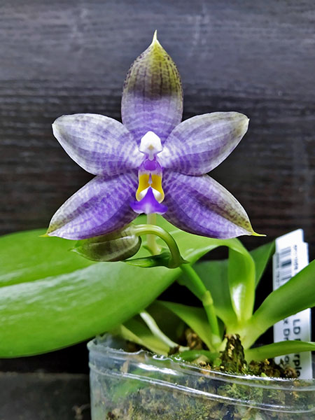 Phalaenopsis LD Purple 3S x Mituo Reflex Dragon 'BIue-1'.jpg