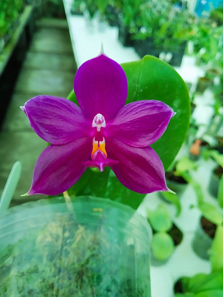 Phalaenopsis Samera x Shingher Pure Love.jpg