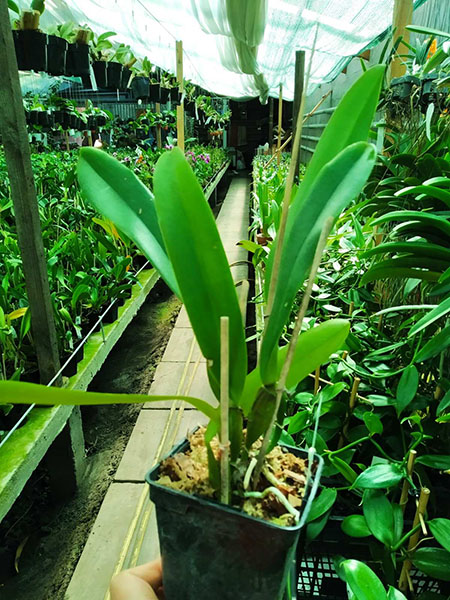 Cattleya Eva's Fabula Rosada.jpg