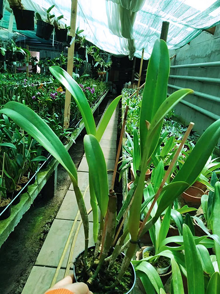 Rhyncholaeliocattleya Amazing Thailand 'Rainbow'.jpg