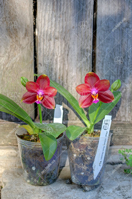 Phalaenopsis Mituo Sun Queen '63-2'.jpg