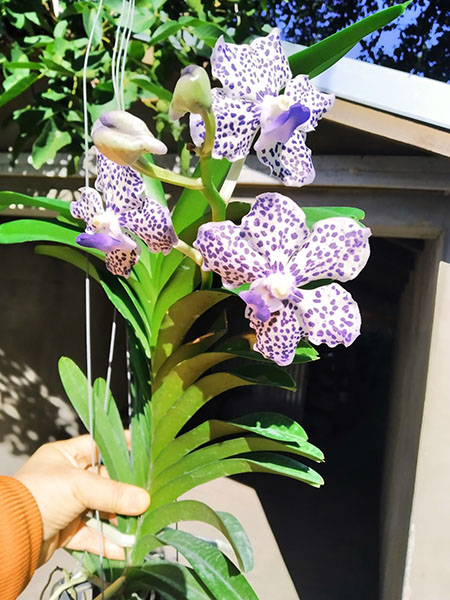 Vanda Robert's Delight x Mimi Palmer.jpg