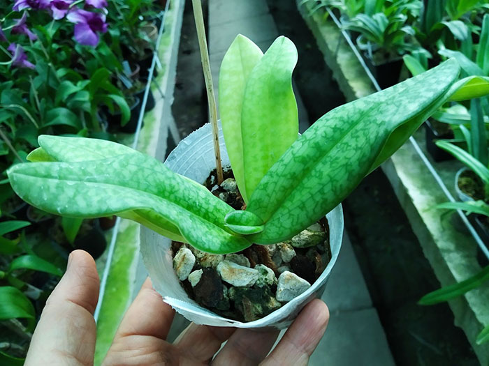 Paphiopedilum canhii x sukhamkulii.jpg