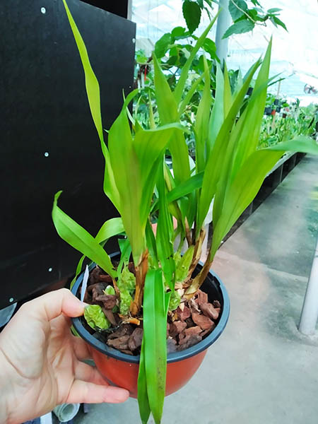 Coelogyne cristata.jpg