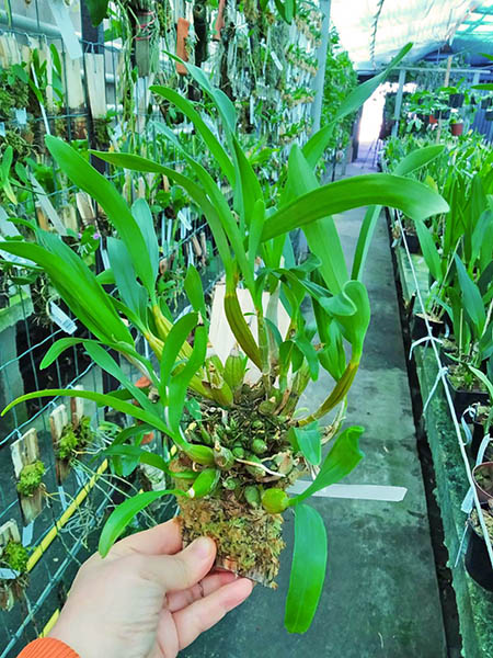 Dendrobium chrysotoxum.jpg