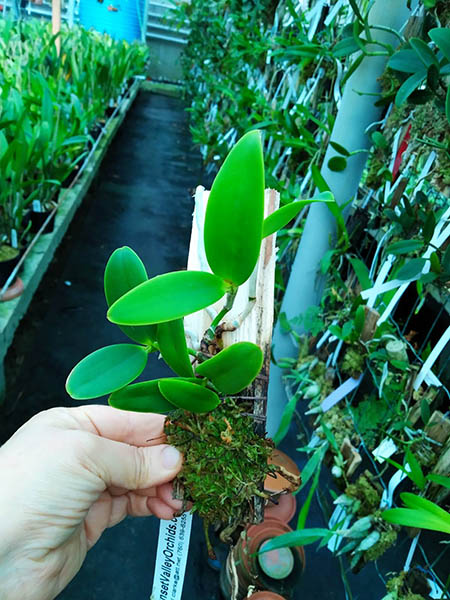 Cattleya aclandiae alba 'SVO' x self.jpg