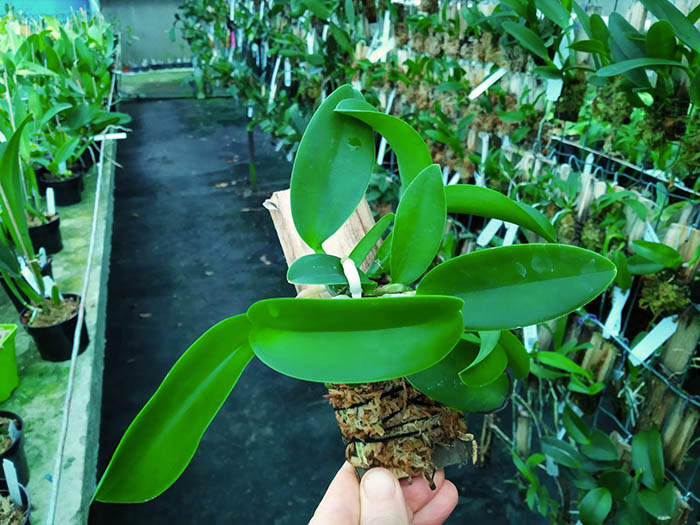 Cattleya nobilior 'Summer Rose' x nobilior amaliae 'Luma #5'.jpg