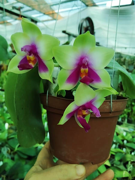 Phalaenopsis bellina big size.jpg