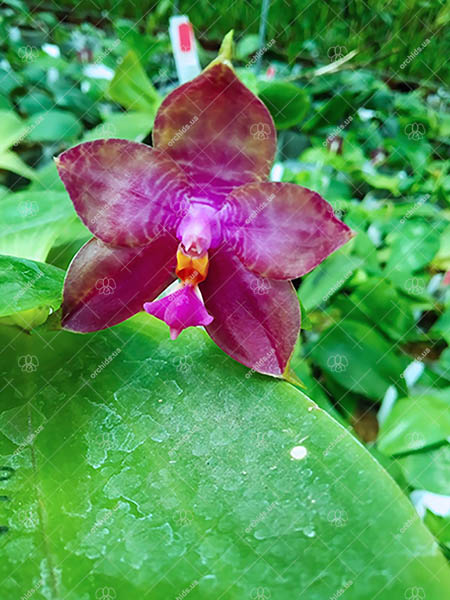 Phalaenopsis Miro Super Star '198'.jpg