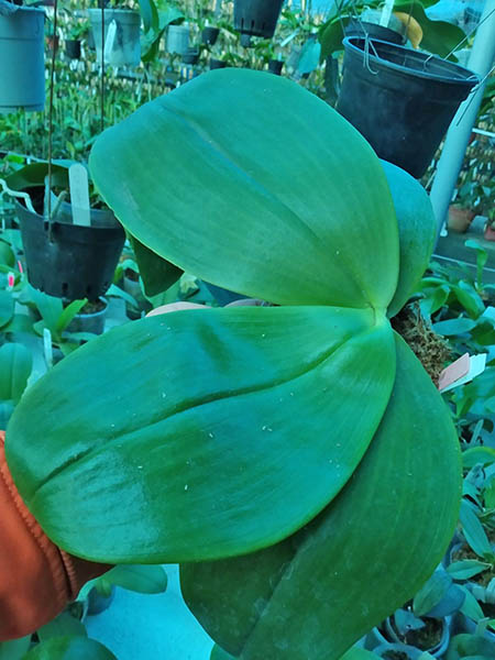 Phalaenopsis Yaphon Hsiangor x gigantea alba.jpg