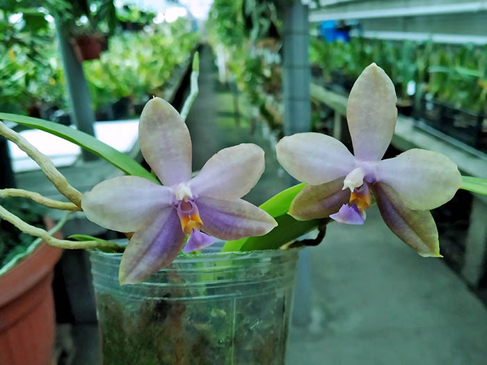 Phalaenopsis (lueddemanniana fma coerulea x Yaphon The Hulk).jpg