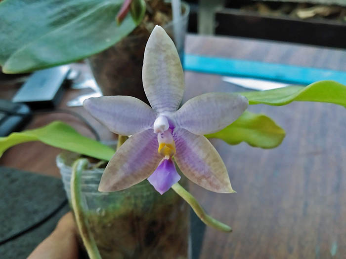 Phalaenopsis (lueddemanniana fma coerulea x Yaphon The Hulk).jpg