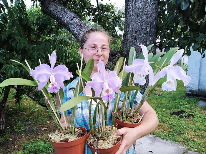 Cattleya lueddemanniana concolor.jpg