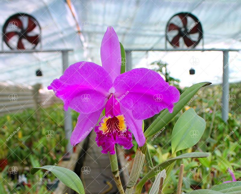 Cattleya lueddemanniana rubra x lueddemanniana escura.jpg