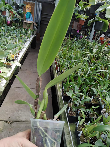 Cattleya maxima escura 'Do Mike Blitz' x tipo escura.jpg