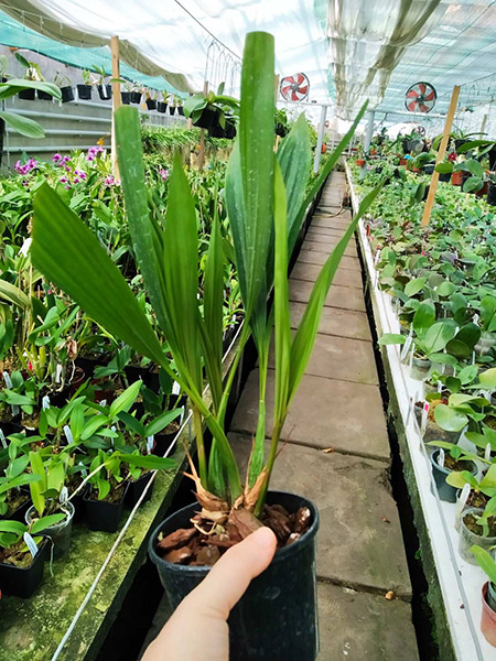 Coelogyne pulverula.jpg