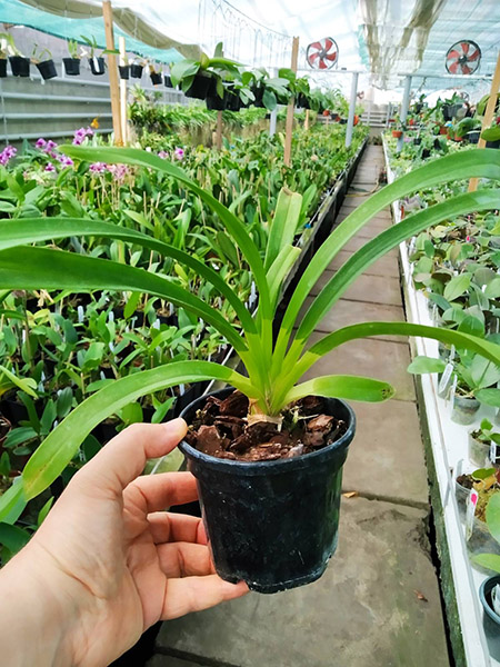 Cymbidium tracyanum.jpg