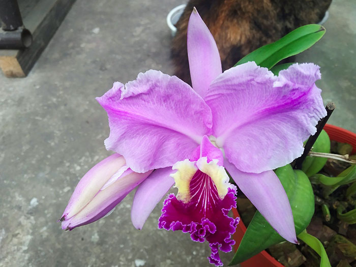 Cattleya lueddemanniana (Morena x OK-2) 'N 1' x lueddemanniana dark lip splash.jpg