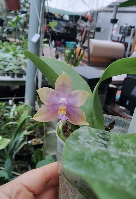 Phalaenopsis Tzu Chiang Tetralitz x Samera.jpg