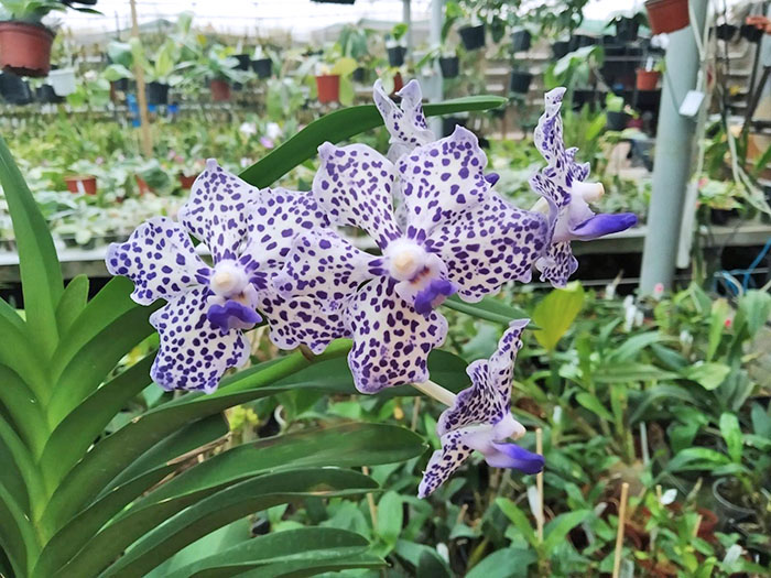 Vanda Robert's Delight x Mimi Palmer.jpg