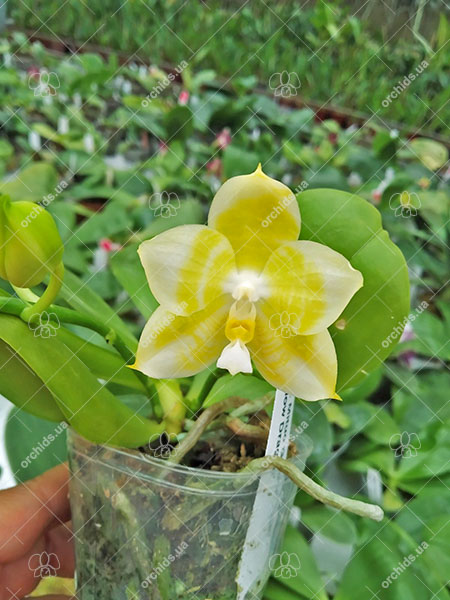 Phalaenopsis Mituo Golden Tiger 'Yellow Dragon'.jpg