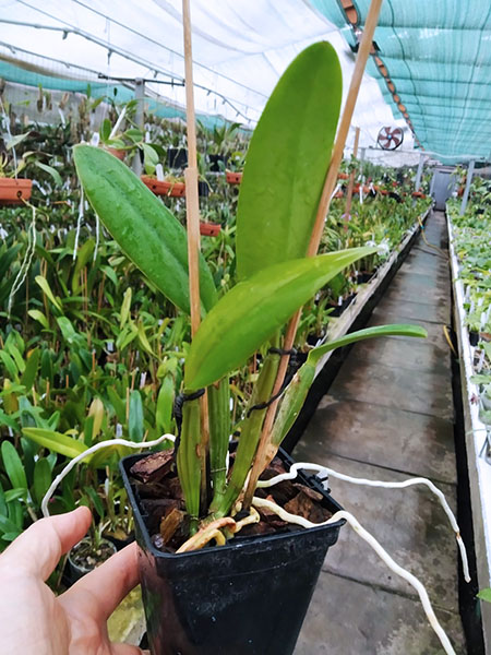 cattleya lueddemanniana rubra ' Dark Giant' x self.jpg