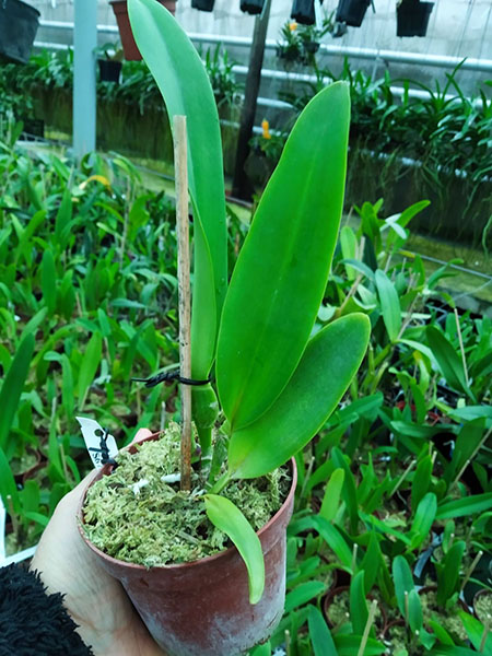 Cattleya Hardyana (warscenwiczii semi-alba x dowiana aurea).jpg