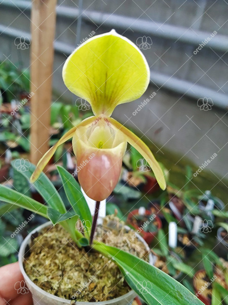 Paphiopedilum helenae.jpg