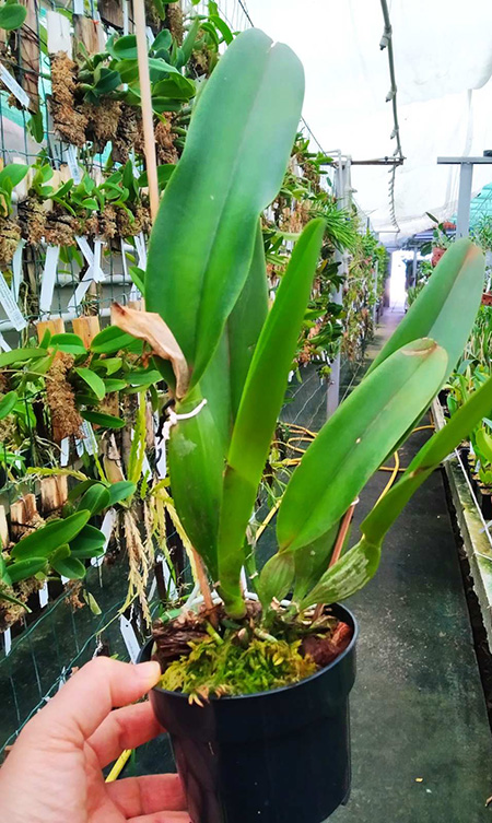 Cattleya trianae concolor 'Ocri 730' x concolor 'Zulu'.jpg