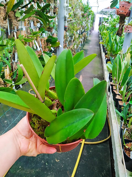 Cattleya trianae coerulea (40-8) x SELF.jpg