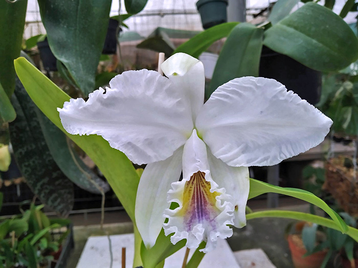 Cattleya labiata amethystina 'Canoinhas'.jpg