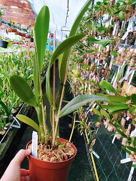 Cattleya trianae var coerulea flamea x coerulea (Multiclone division).jpg