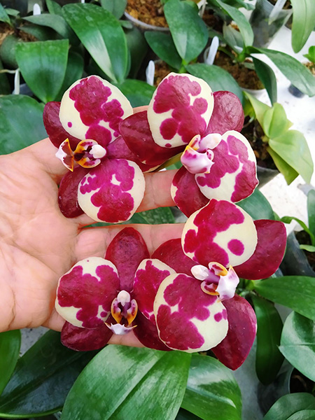 Phalaenopsis YangYang Red Diamond (Huar Jiu Diamond x Dou-dii Super Star).jpg
