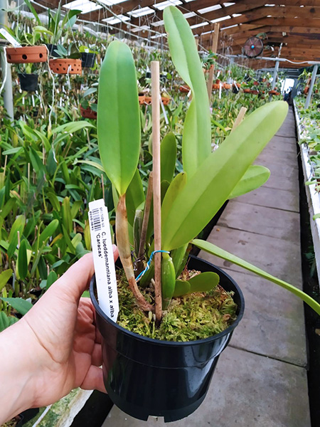 Cattleya lueddemanniana alba x alba 'Caracas'.jpg