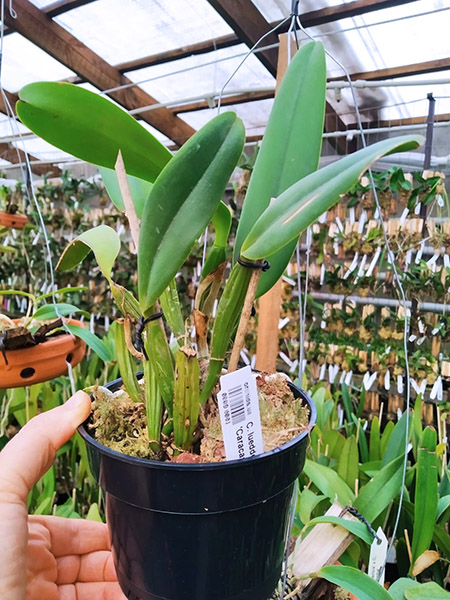 Cattleya lueddemanniana coerulea 'Caracas' x coerulea pincelada.jpg