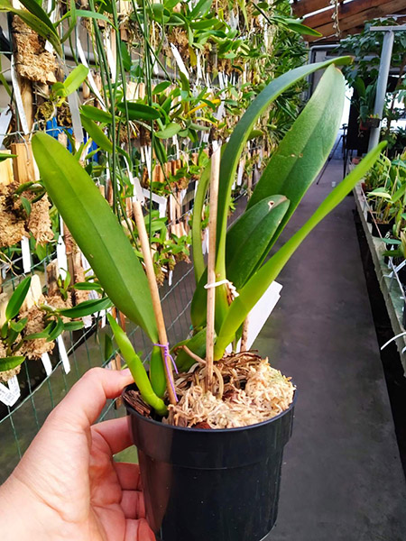 Cattleya labiata alba 'Lab#902' x self.jpg